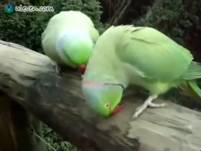 These Parrots Have a Lot to Say to Each Other
