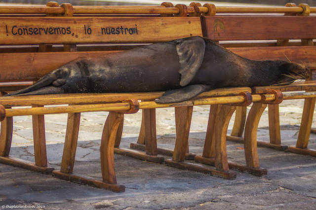 The Galapagos Islands Is the Ultimate Dream Holiday Destination The Galapagos Islands Is the Ultimate Dream Holiday Destination