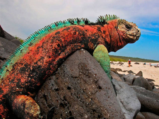 The Galapagos Islands Is the Ultimate Dream Holiday Destination
