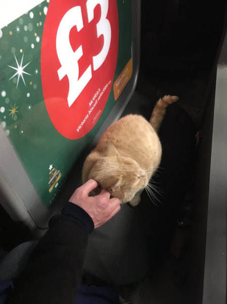This Cat Believes That His Home Is a Supermarket and No One Can Change His Mind