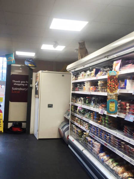 This Cat Believes That His Home Is a Supermarket and No One Can Change His Mind