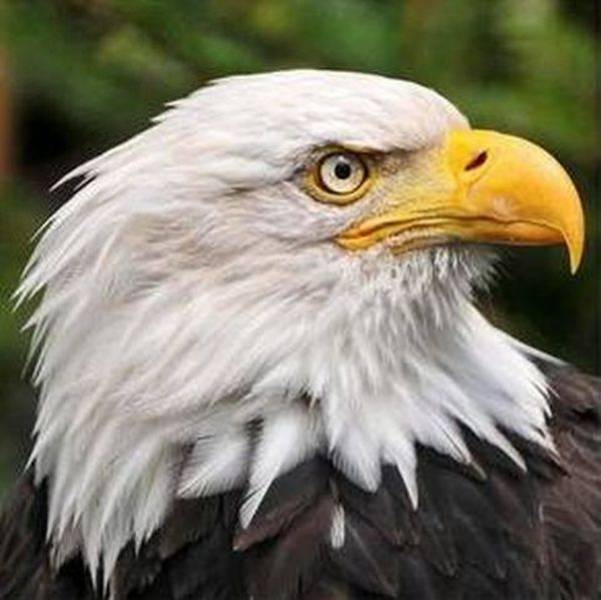 This Is the Real Reason You Only Ever See Side Profile Photos of Eagles