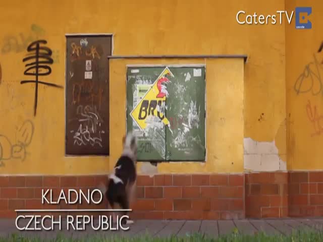 This Pitbull Is the King of Parkour