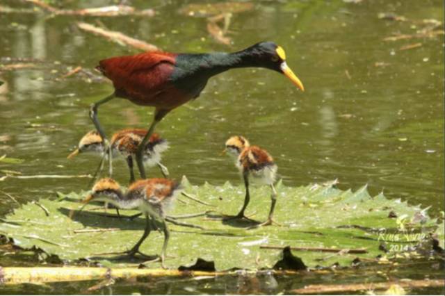 Baby Jacana Birds are the Kings at “Hitching a Ride”