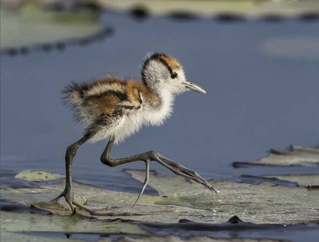 Baby Jacana Birds are the Kings at “Hitching a Ride”
