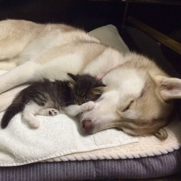 Huskies Adopt a Tiny Kitten and Now She Is 100% Part of the Family
