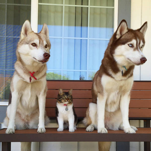 Huskies Adopt a Tiny Kitten and Now She Is 100% Part of the Family
