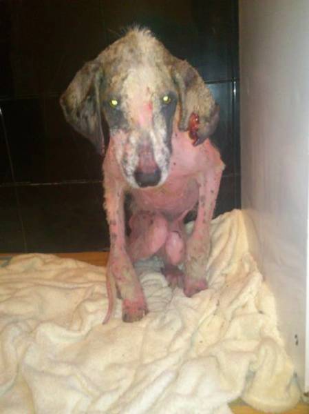 Sick and Defeated Street Dog Makes a Miraculous Recovery