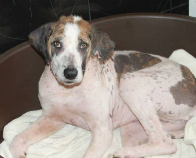 Sick and Defeated Street Dog Makes a Miraculous Recovery