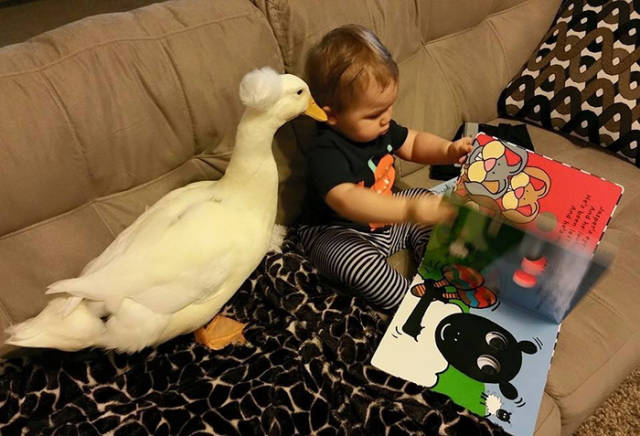 The Little Boy Is Best Friends with His Duck Who Follows Him Everywhere