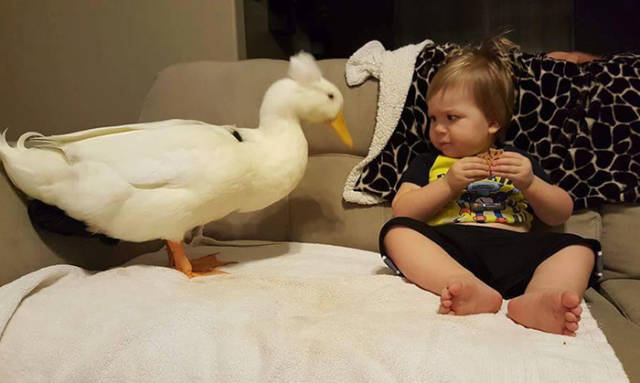 The Little Boy Is Best Friends with His Duck Who Follows Him Everywhere