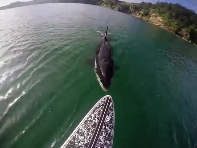 An Encounter of a Paddle Boarder and an Orca