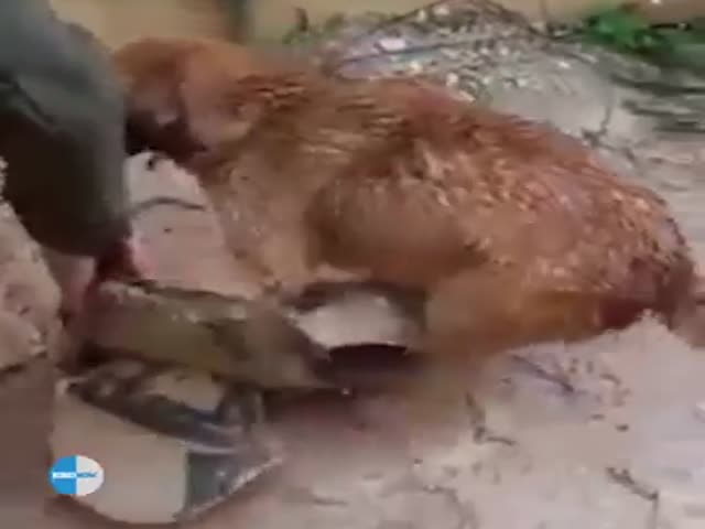 Dog Rescues Her Puppy From Under The Flooded House
