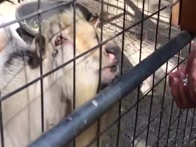 This Goat Is Clearly Not in a Very Good Mood