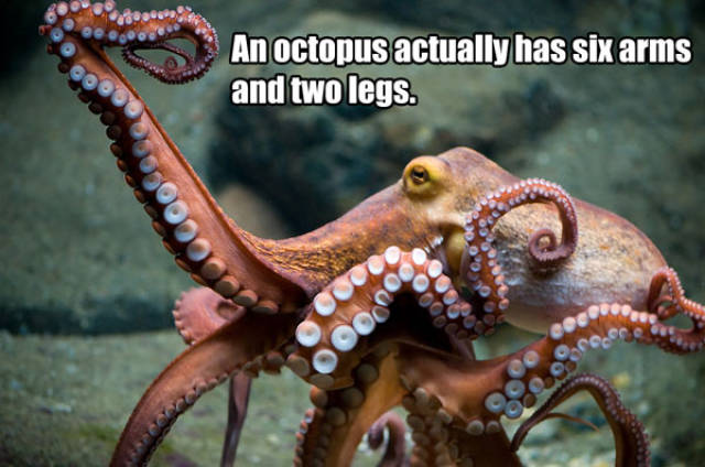 Selection of Facts about Anything and Everything