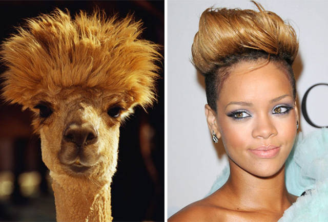 Celebs and Their Strikingly Similar Animal Doppelgangers