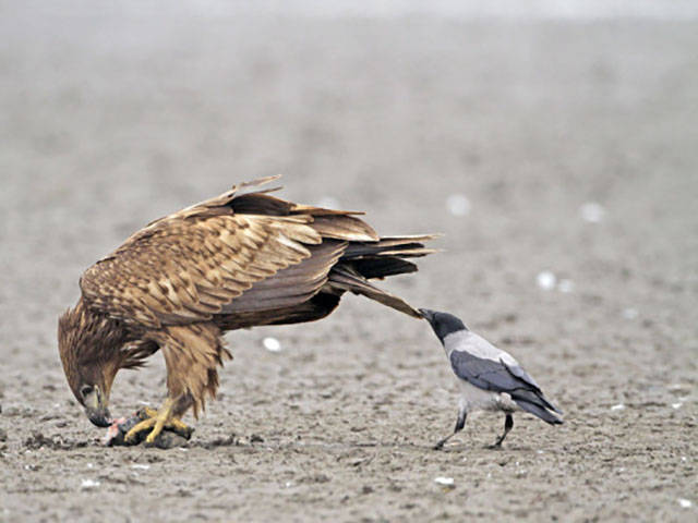 This Rude Birds Makes His Own Rules for Life