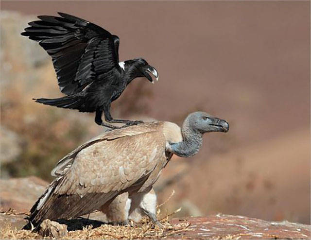 This Rude Birds Makes His Own Rules for Life