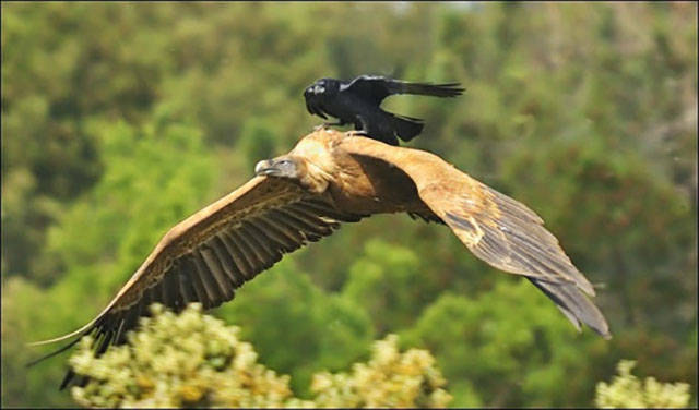 This Rude Birds Makes His Own Rules for Life