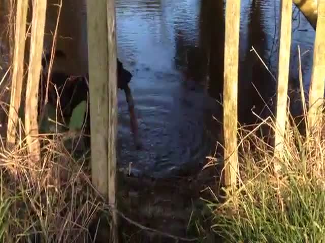 This Dog Is Determined to Get His Stick at All Costs