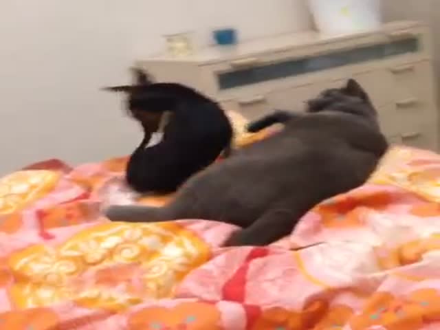 Chubby Grey Cat Rudely Rejects Little Dog's Affection