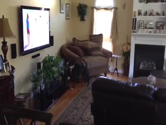 Dog's Happy Dance Is Adorable When It's Watching Other Dogs On TV