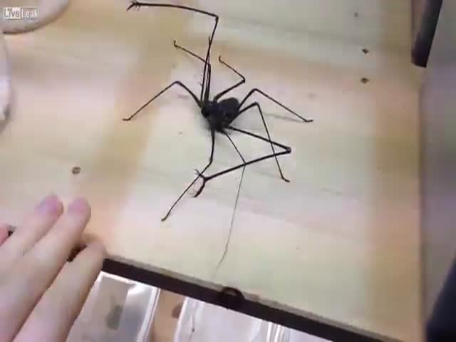 Playing with a Whip Spider and Getting Bitten