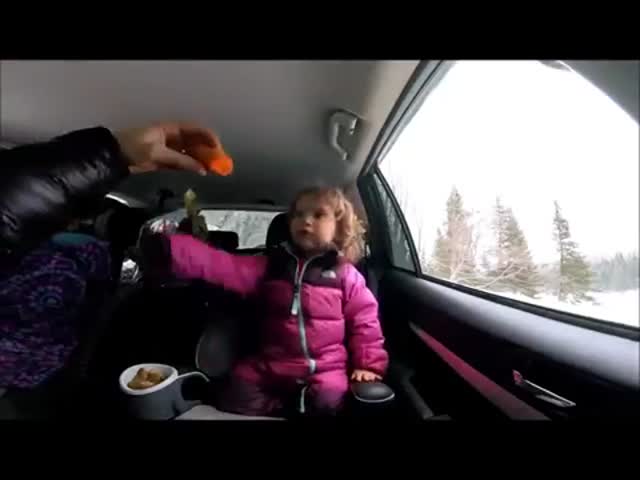 Huge Elk Eats a Titbit From a Little Girl's Hand Through a Car Window