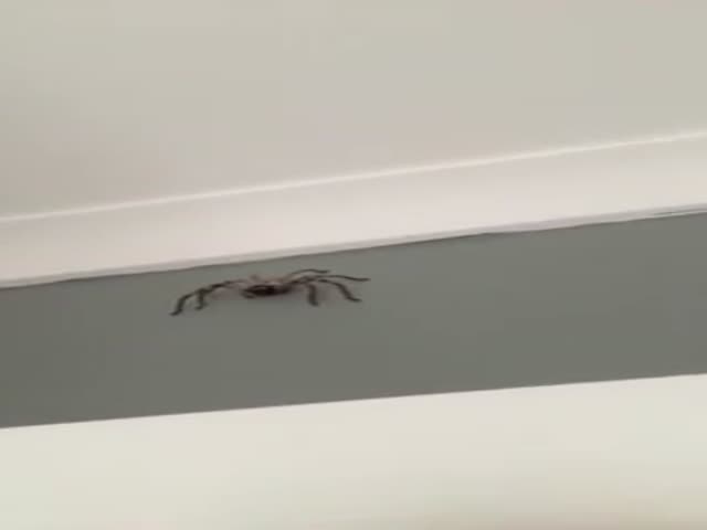 This Is What Happens When You Film Australian Spiders