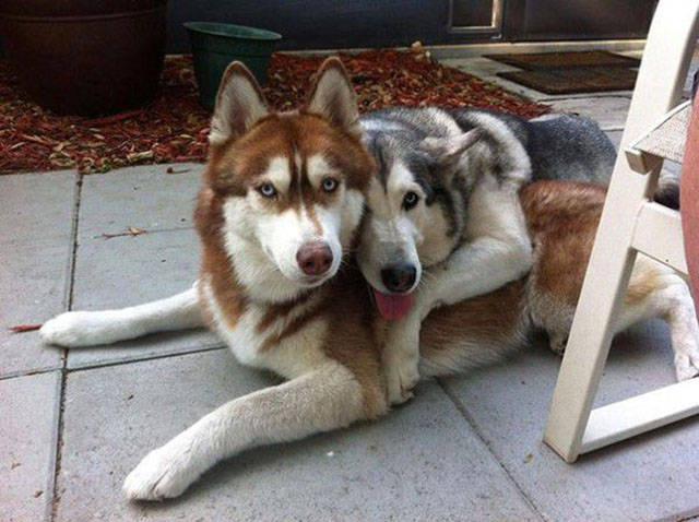 Doggies Who Are Friends Are Too Cute Not To Smile