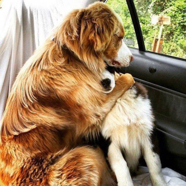 Doggies Who Are Friends Are Too Cute Not To Smile