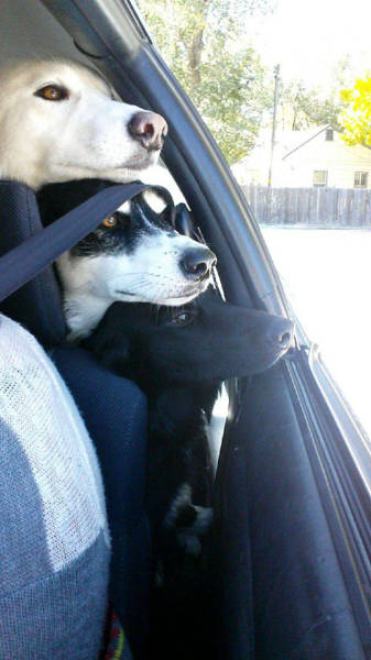 Doggies Who Are Friends Are Too Cute Not To Smile