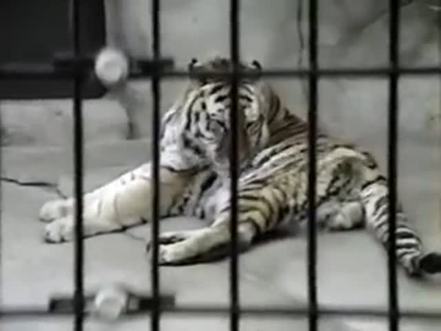 tiger growl video