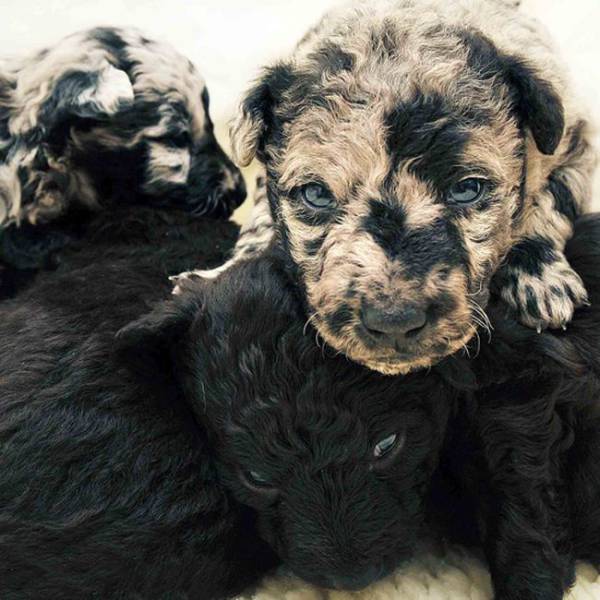 These Pups Are So Adorable That There Is No Word For It