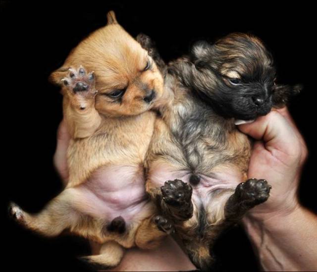 These Pups Are So Adorable That There Is No Word For It