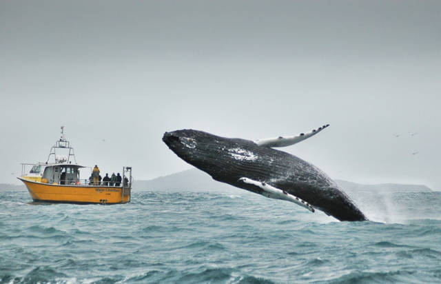 Beautiful Whale Photography