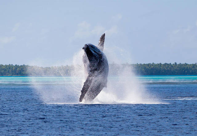 Beautiful Whale Photography