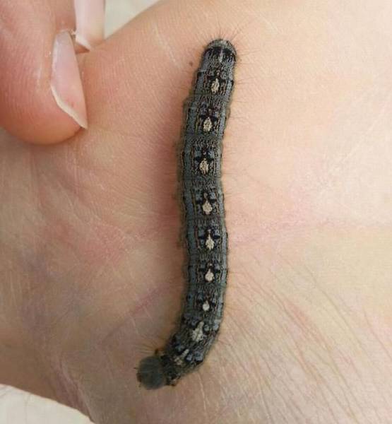 Daily Picdump Daily Picdump