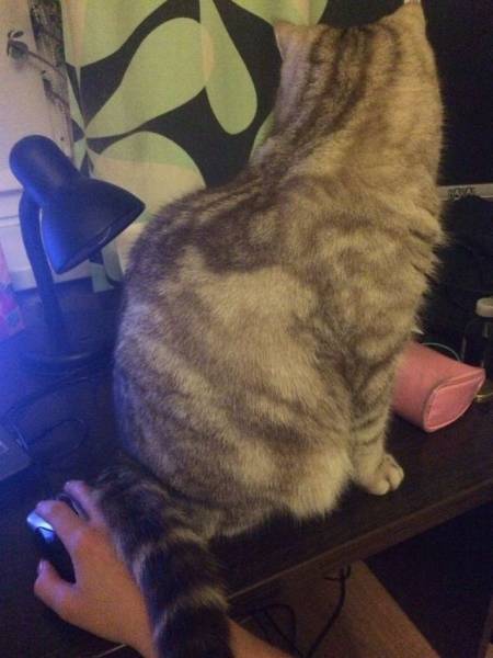 Daily Picdump Daily Picdump