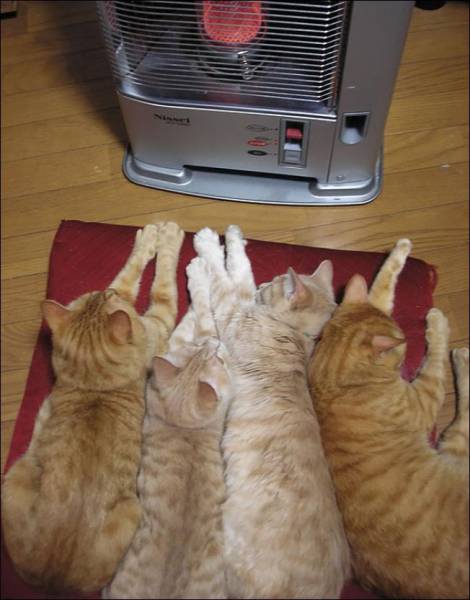 Daily Picdump Daily Picdump