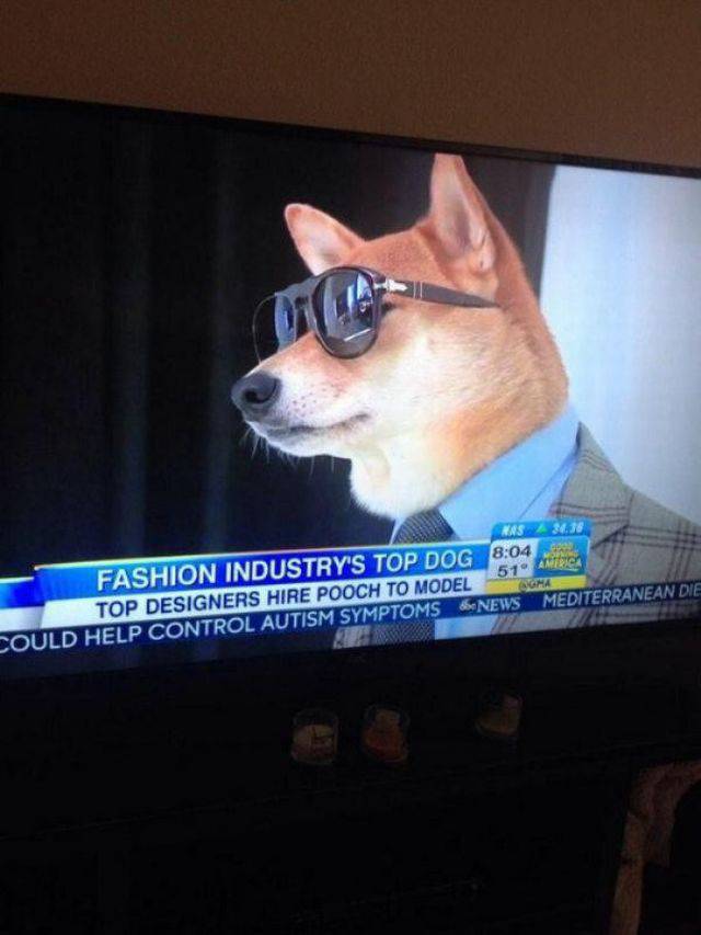 Daily Picdump Daily Picdump