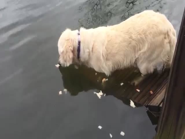 This Golden Retriever Can Catch Fish Better Than Me
