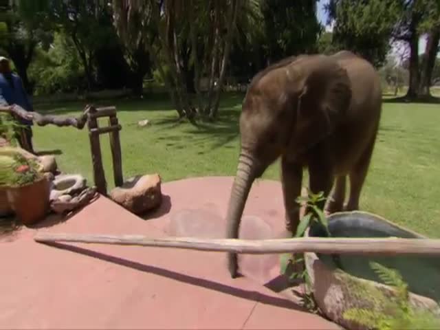 Baby Elephant Is A Real Trouble Maker In The House Of His Caretaker