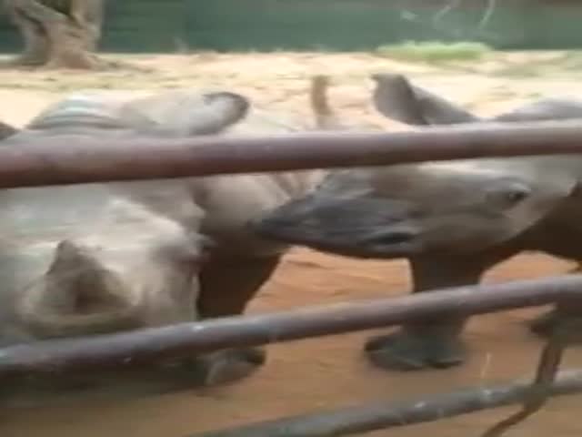 This Is How Sounds a Baby Rhino