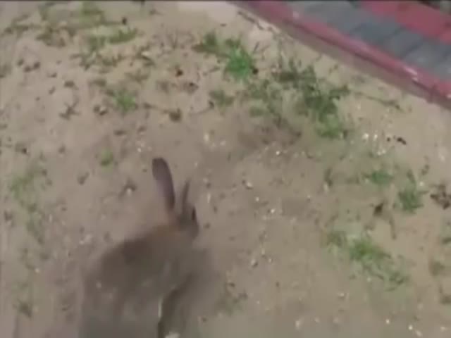 You'll Be Surprised At Why This Rabbit Digs A Hole
