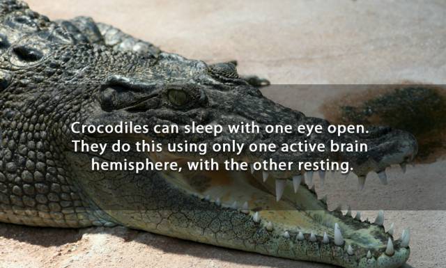 Mind-Boggling Facts To Amuse Your Brain