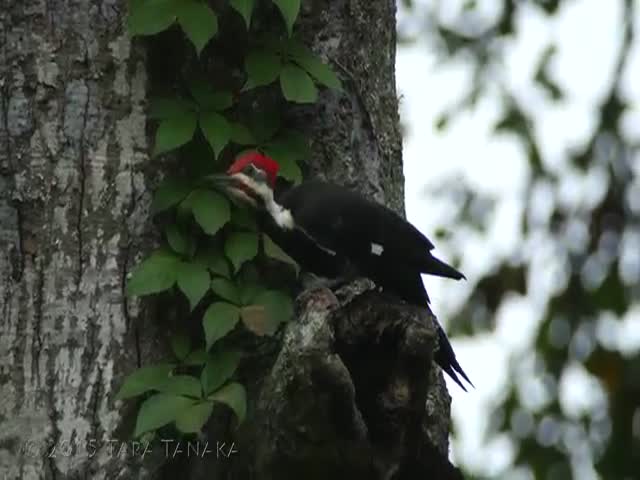 Watch A Pileated Woodpecker Creating A Cavity Nest In A Tree