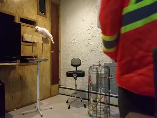 Jojo The Parrot Has A Strong Opinion About His Cage Being Destroyed