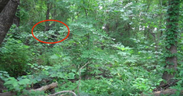 Can You Spot A Camouflaged Marine In These Photos?