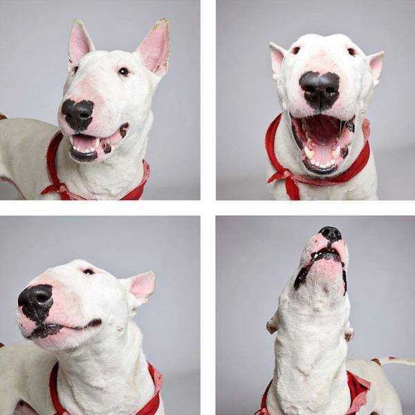 Shelter Dogs Get Photoboothed To Help Them Find A New Loving Home